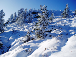 Riposo invernale